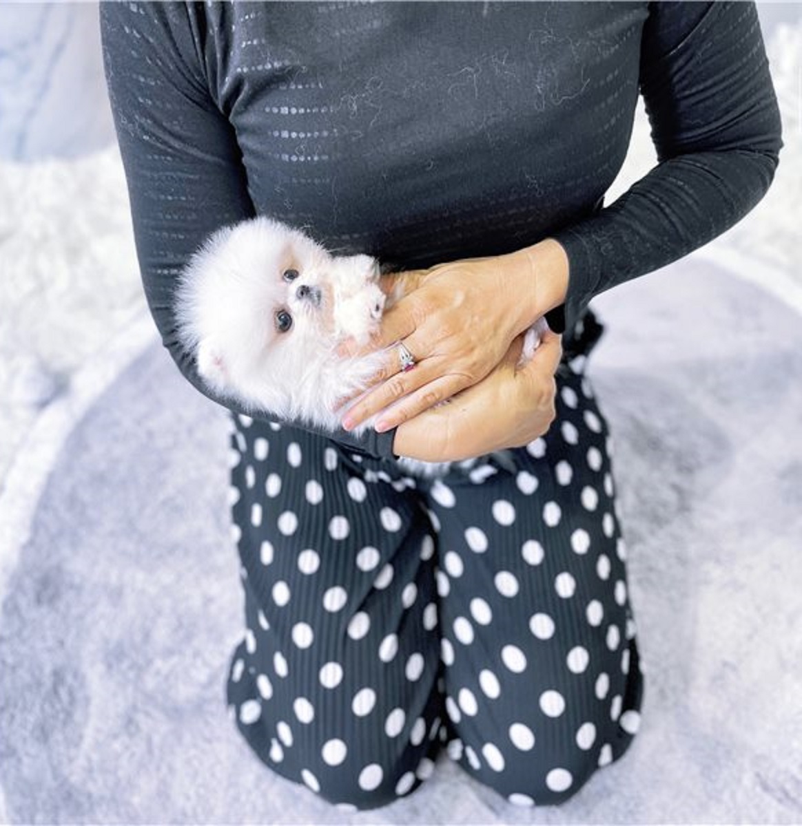 Spitz nana Pomerania - media 4